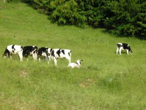 Natura Folgaria Lavarone